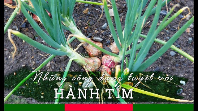 Tác dụng chữa bệnh của củ HÀNH, ăn nhiều có tốt không? | Cây Thuốc Quý