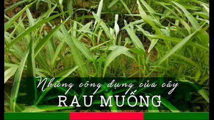 RAU MUỐNG: Chỉ luộc thôi cũng đã là THUỐC QUÝ | Cây Thuốc Quý