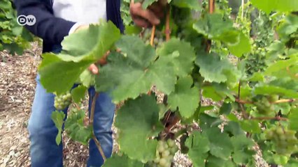 Premium wines from the Mosel Valley | DW English
