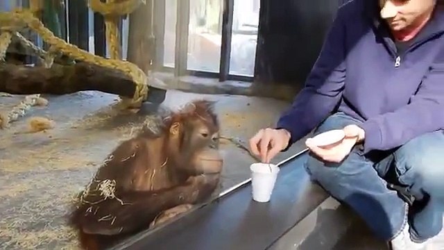 Sihir Numarası Karşısında Gülmekten Yerlere Yatan Orangutan