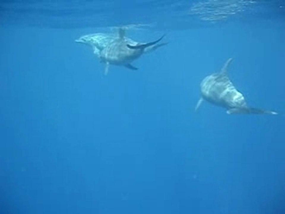 MOV02271