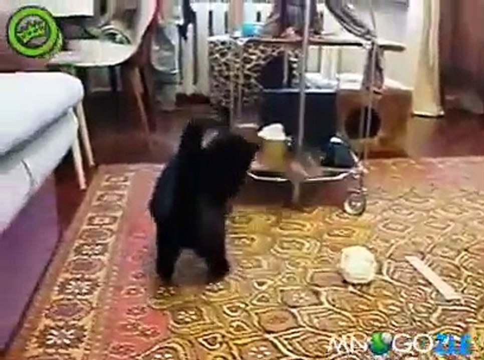 sincap kediyi deli etti