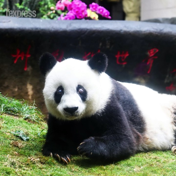 Chine: le plus vieux panda du monde est mort
