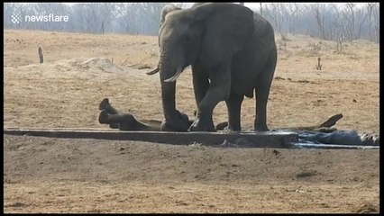 Female elephant rescues a baby stuck in irrigation channel