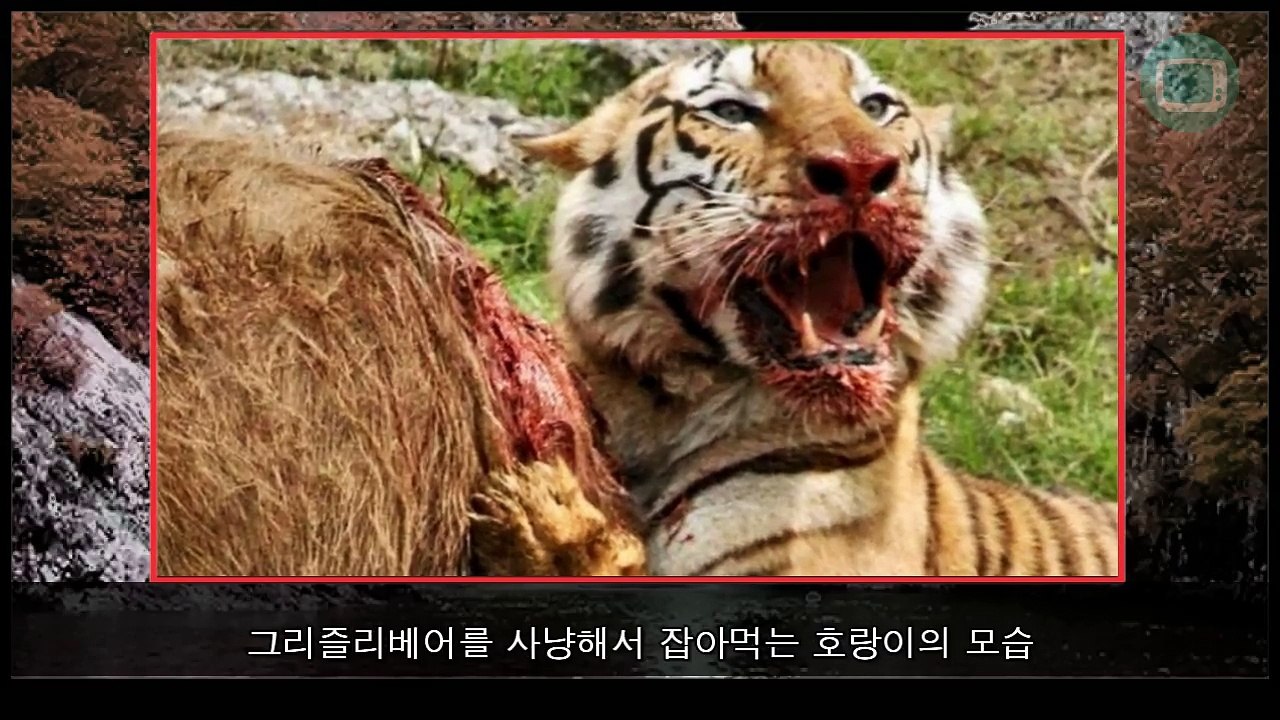 시베리아호랑이 VS 불곰 싸움 길고 길었던 논쟁 이거면 끝이다!