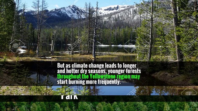 Fire on the Mountain: 2 Forests Offer Clues to Yellowstone’s Fate in a Warming World