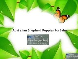 Australian Shepherd Puppies For Sales