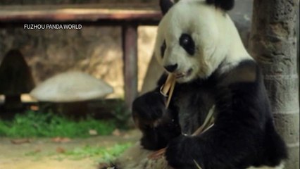 Murió en China panda más viejo del mundo