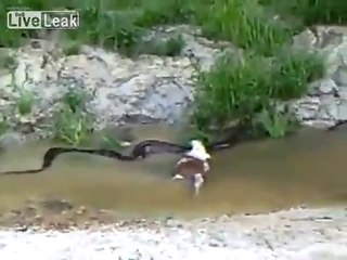 Cet énorme anaconda a eu les yeux plus gros que le ventre...