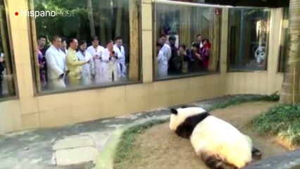 Murió "Basi", el panda en cautividad más viejo del mundo