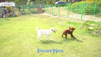 소녀 도그파크가다 2탄 / 댕댕이 푸들 김뿌꾸와 영혼의 달리기 / 래브라도리트리버 / 소녀의행성 소녀 / 강아지 / 밤하느리 반려견