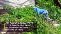 [Insolite] Les chiens bleus de Mumbai