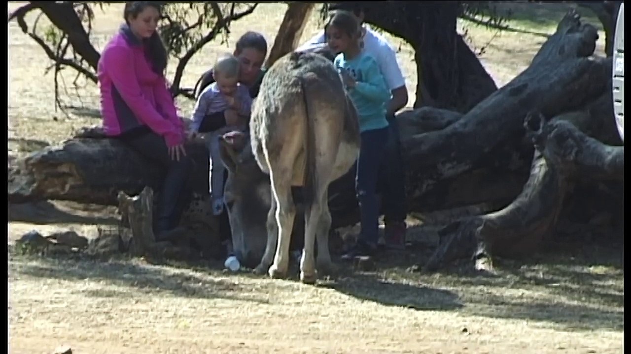 Donkey Loving Zebra.