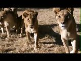 Lions Most Dangerous Attack on Animals - Lions fighting to death