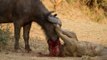 Lions Dangerous Attack on Wild Animals - Lions fighting to death