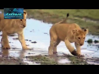 Lions family Attack on Wild Animals - Lions fighting to death