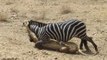 Lions Dangerous Attack on Zebra - Lions fighting to death