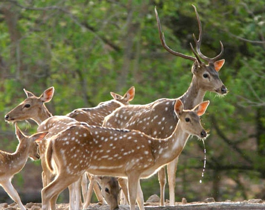 Lions Dangerous Attack on other Animals - Lions fighting to death