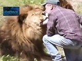 Lions the King of Jungle - RESPECT - Lions fighting to death