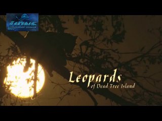 Wild Leopards of Dead Tree Island - Lions fighting to death