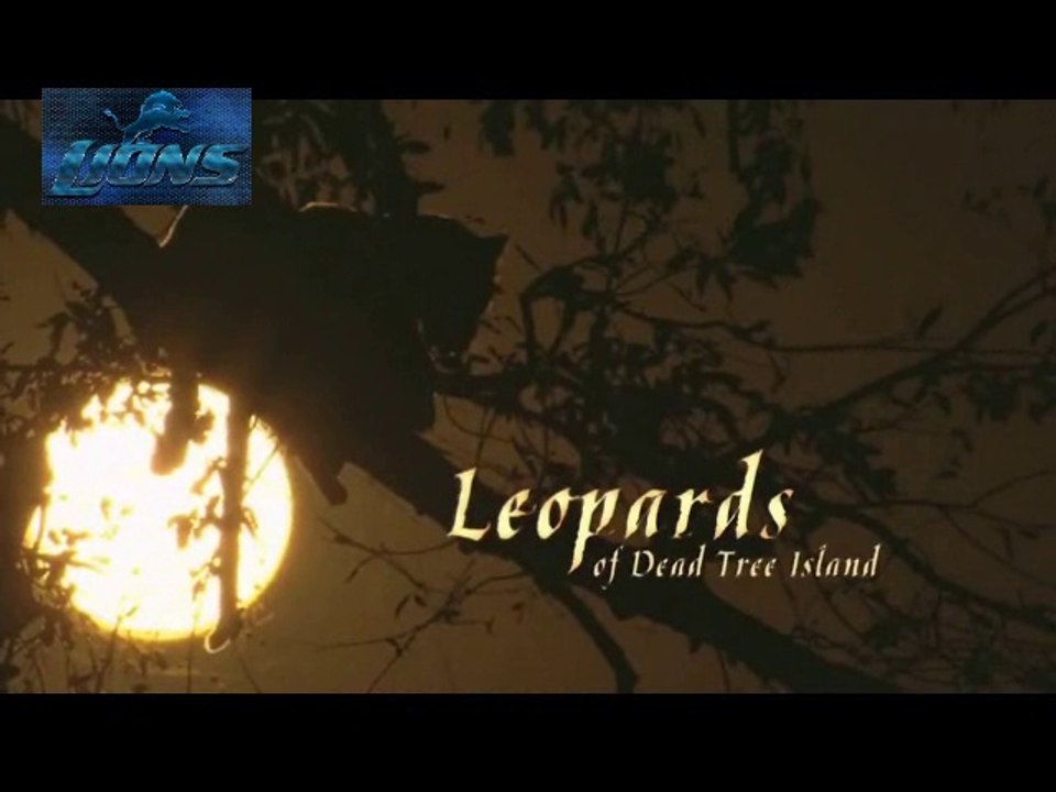 Wild Leopards of Dead Tree Island - Lions fight...