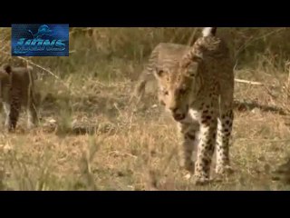 Leopard Kill Baby Deer (No Mercy) - Lions fighting to death