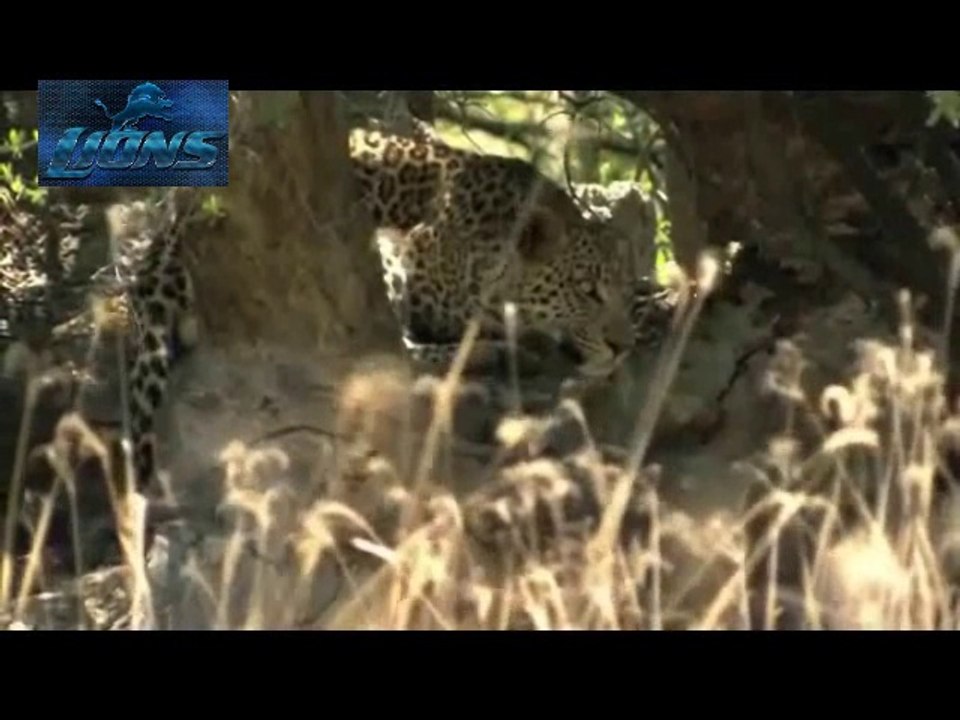 Leopard Vs. Baboon Vs. Deer - Battle for Surviv...