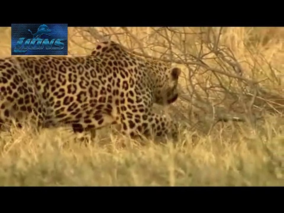 Leopard Dangerous Attack on Animals - Lions fig...