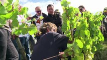 Au château de Pommard, les touristes s'initient aux vendanges