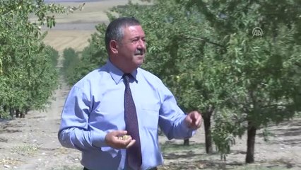 Badem Ekiyor "Burs Biçiyorlar"