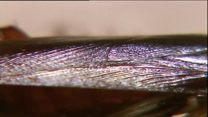 教育電視ETV：小學三年級常識科＿家居三害(2005)