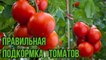 Подкормка помидоров в открытом грунте и теплице Дачные секреты для хорошего урожая томатов