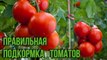 Подкормка помидоров в открытом грунте и теплице Дачные секреты для хорошего урожая томатов