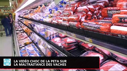 PETA : la nouvelle vidéo choc pour dénoncer la maltraitance des vaches