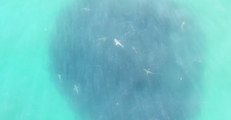 Shark Feeding Frenzy Captured by Drone off Hawaii