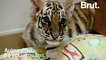 Deux bébés tigres abandonnés se lient d'amitié