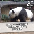 Basi, la doyenne des pandas, est morte à l'âge de 37 ans