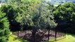 They Built A Fence Around This Tree Decades Ago, And Touching It Will Land You In A World