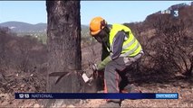 Incendies : la végétation reprend des couleurs à La Croix-Valmer