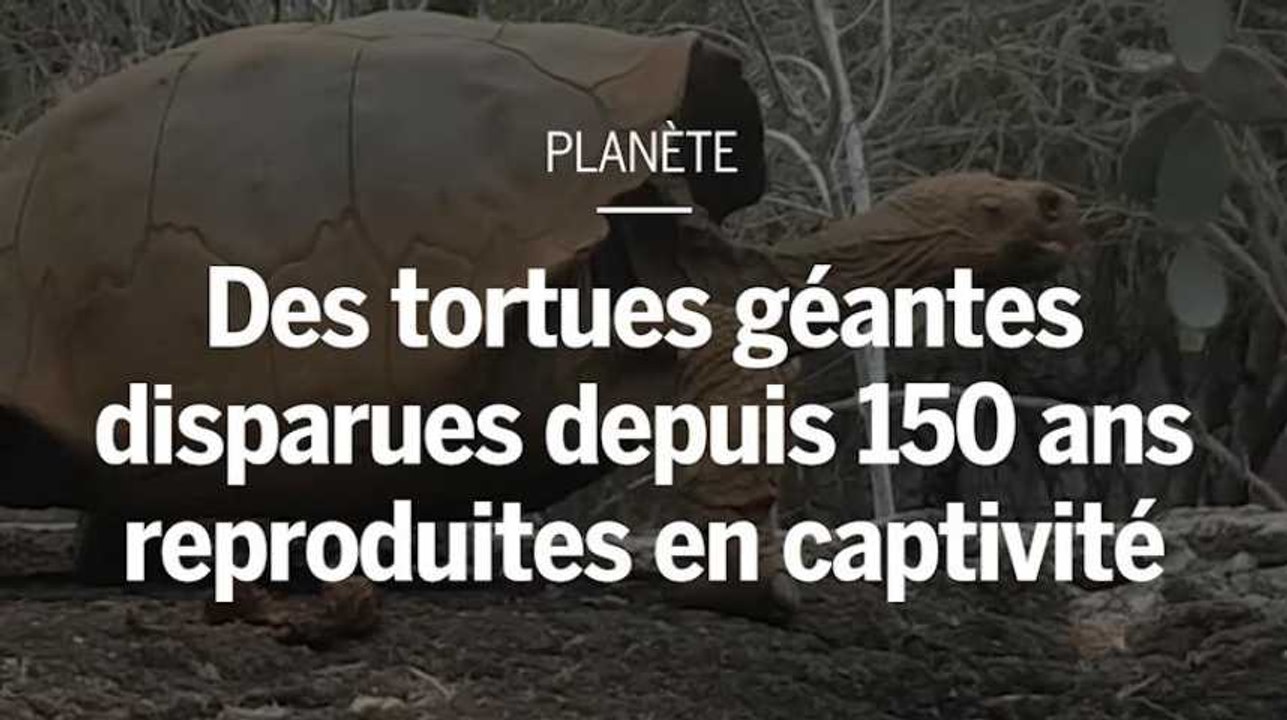 150 ans après sa disparition, une espèce de tortues va être reproduite en captivité