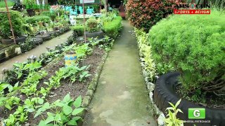Urban Gardening : Best Prices in Urban Gardening | Agribusiness Philippines