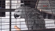Antalya Hırsızlık Şüphelilerini Papağan Görüntüsü Yakalattı