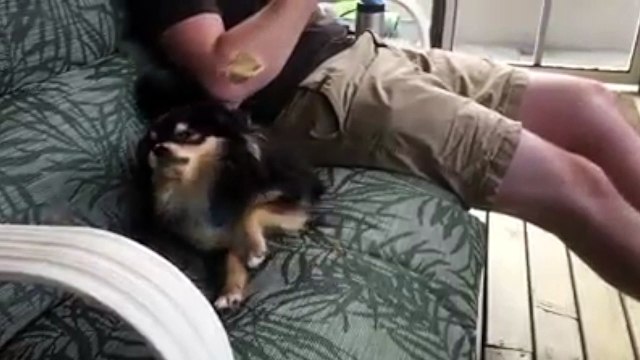 Ce chien prend une confiserie en pleine tronche au ralenti !