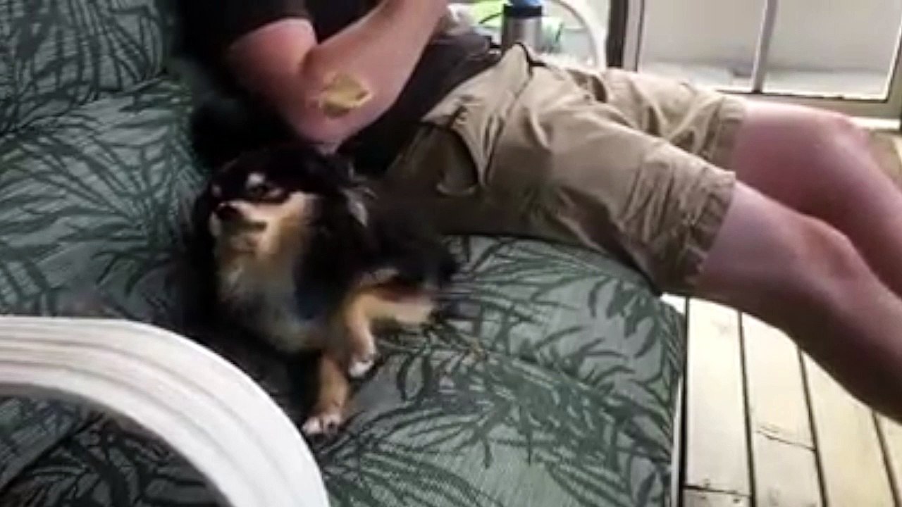 Ce chien prend une confiserie en pleine tronche au ralenti !