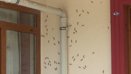 Amerikan Beyaz Kelebeği Vatandaşların Kabusu Oldu