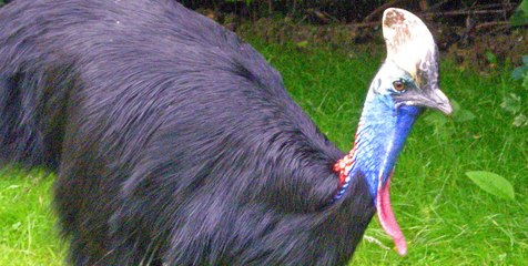 Un Drôle d'Oiseau nommé Casoar - HD (2013)