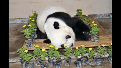 Morreu Basi, a mais velha panda gigante do mundo em cativeiro