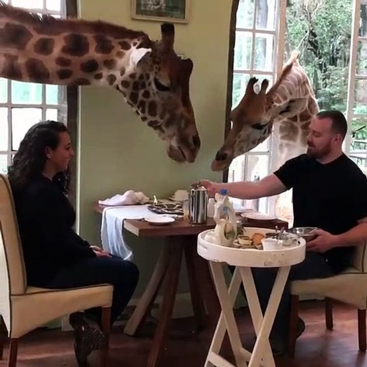Kenya : Un homme prend son petit déjeuner avec des girafes à Nairobi !