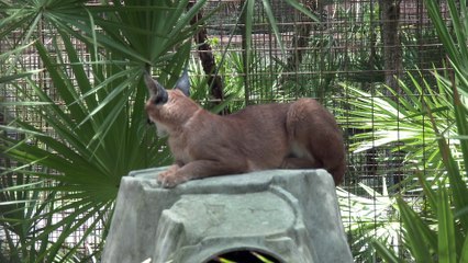 Reintroducing Our Caracals - Part 2