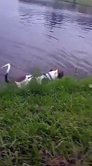 Ce chien a eu une grande surprise lorsqu'il est en train de nager dans un étang  !